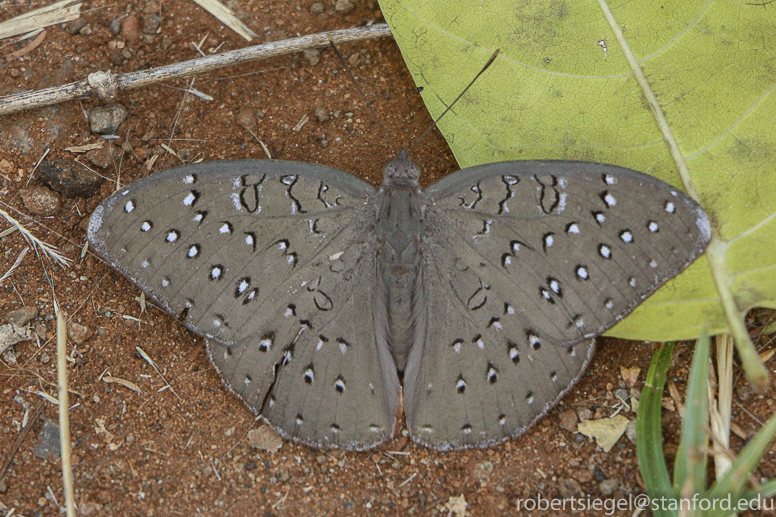 brown butterfly